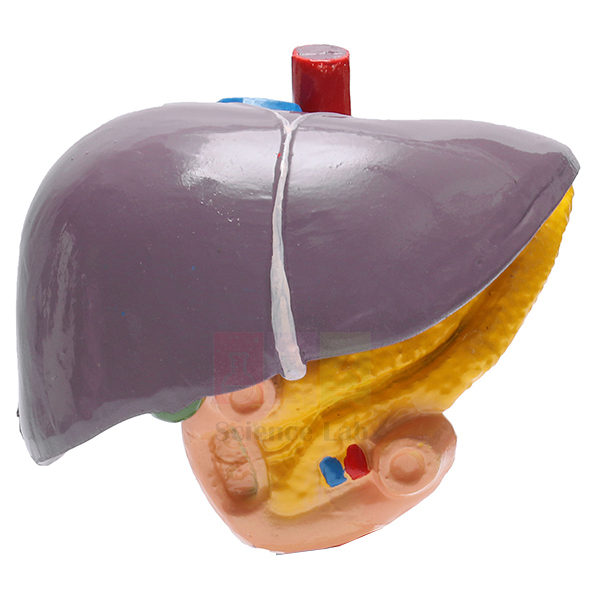 Human Liver Model